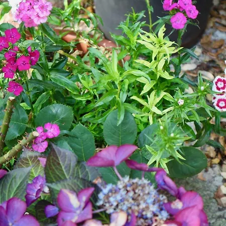 Country house Sosola Baserria *